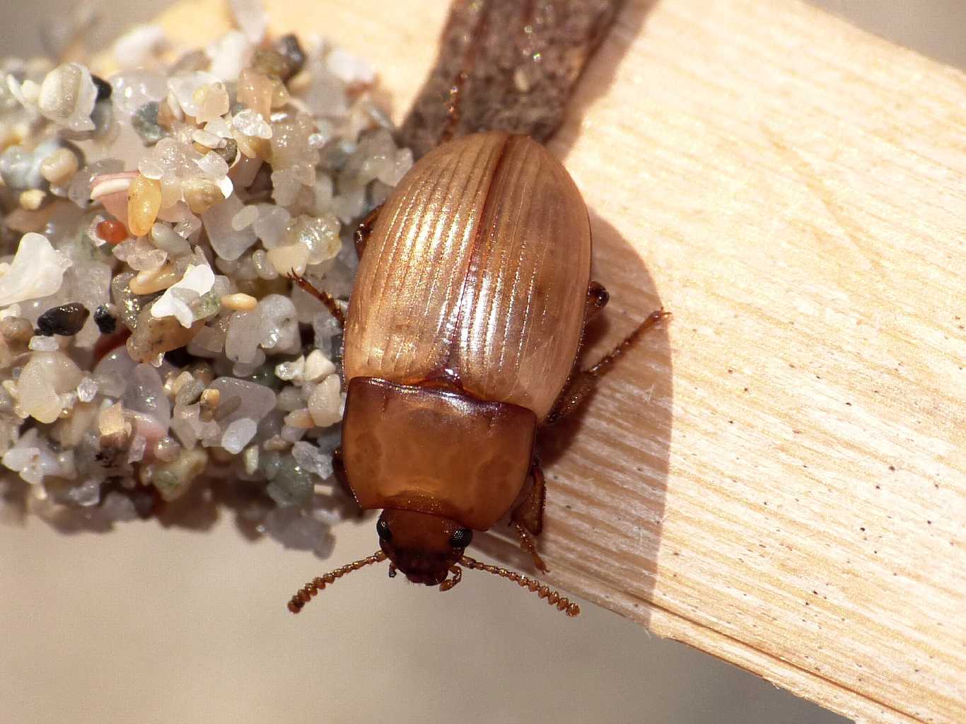 Phaleria reveillerei: variazioni